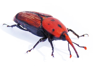 plaga de picudo rojo en gipuzkoa