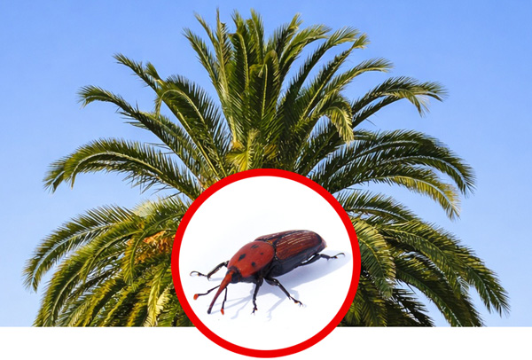 plaga palmeras: el picudo rojo en gipuzkoa