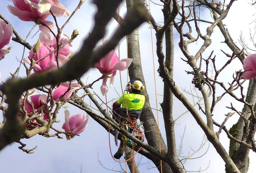 servicios de jardineria en gipuzkoa