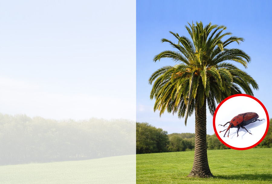 tratamiento para palmeras en gipuzkoa, plaga del picudo rojo
