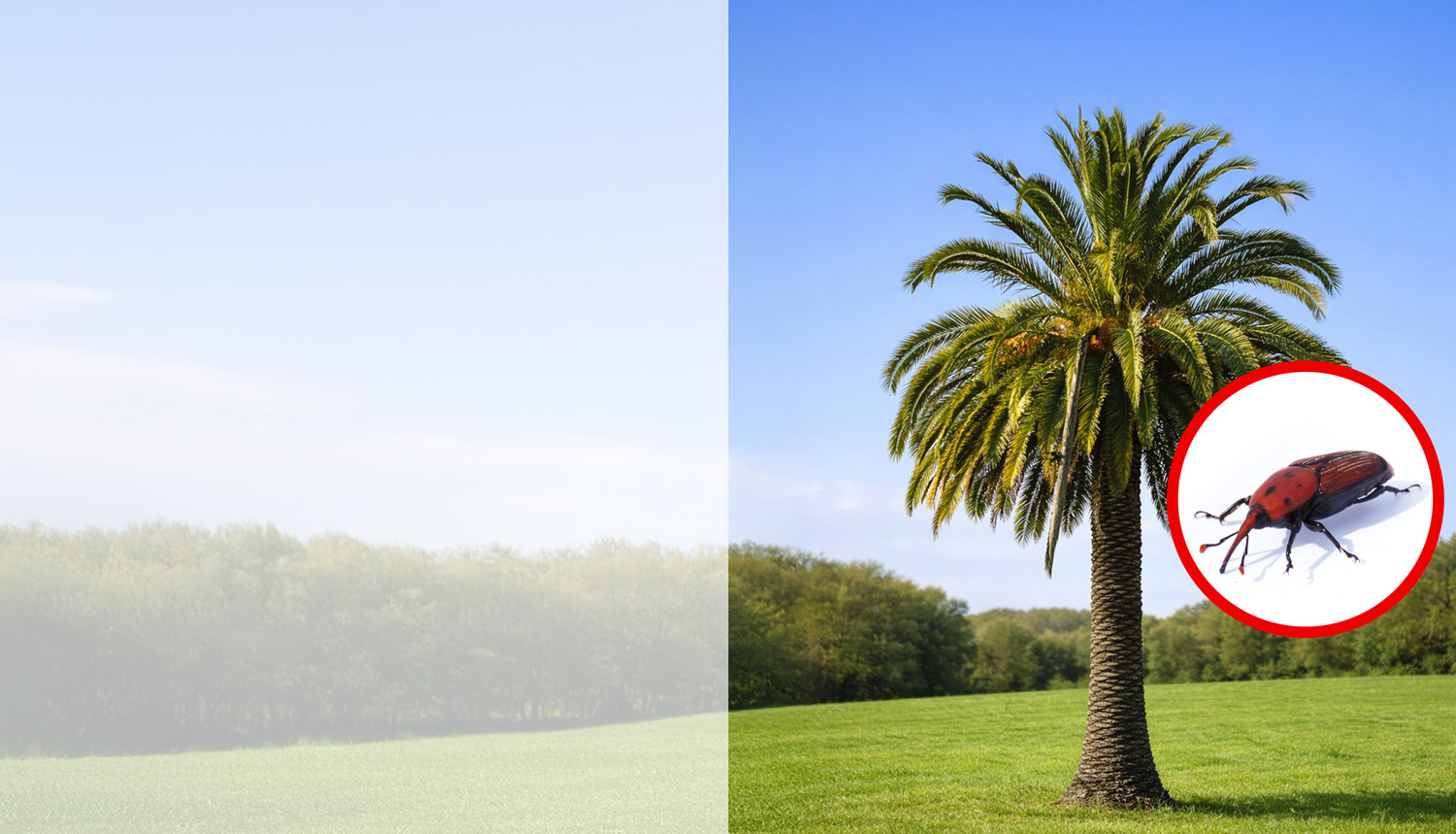 tratamiento para palmeras en gipuzkoa, plaga del picudo rojo
