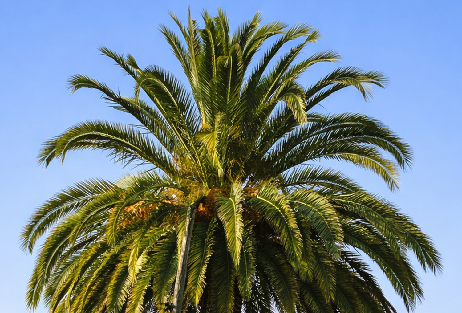 tratamiento palmeras en Gipuzkoa y Donostia-San Sebastián
