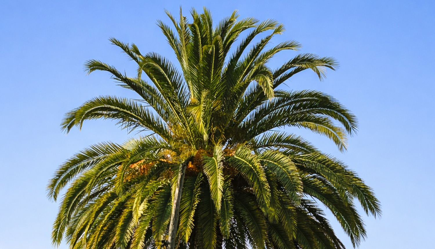 tratamiento palmeras en Gipuzkoa y Donostia-San Sebastián